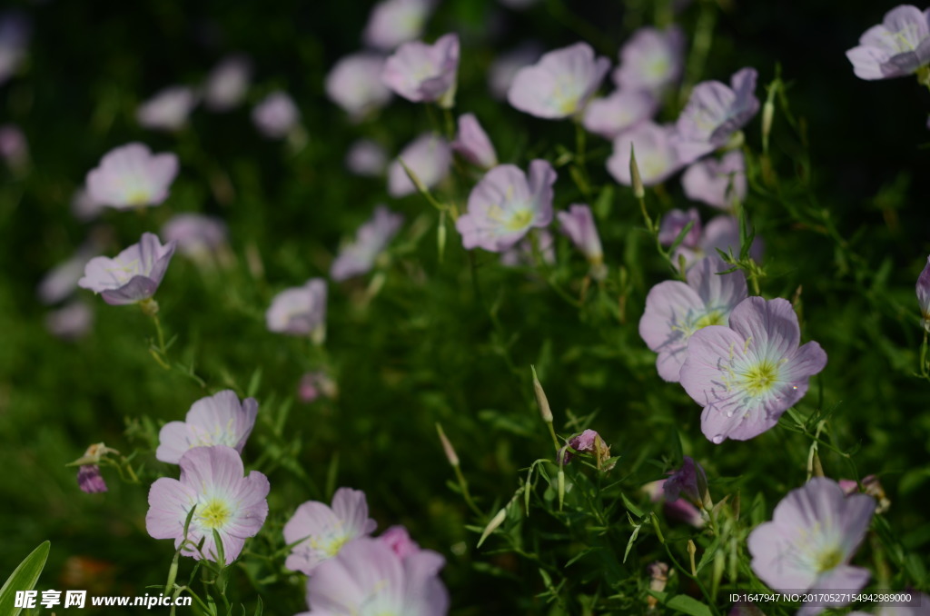 花菱草