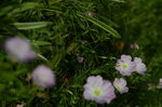 花菱草