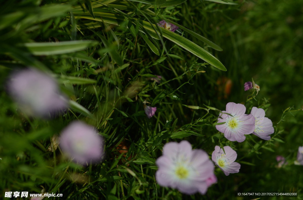 花菱草