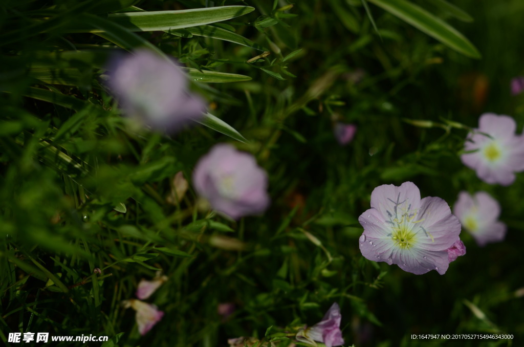 花菱草