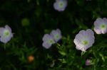 花菱草
