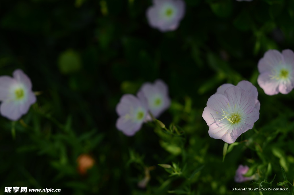 花菱草