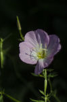 花菱草