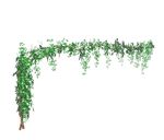 su植物素材  藤本攀爬