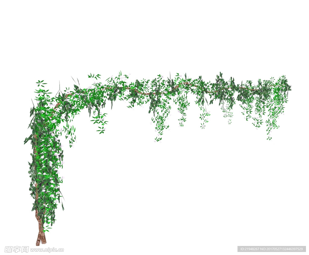 su植物素材  藤本攀爬