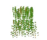 su植物素材  藤本攀爬