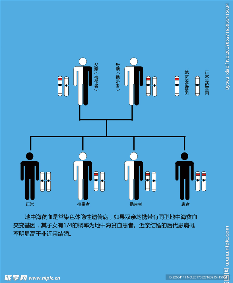 地中海贫血基因图谱