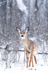 雪原鹿