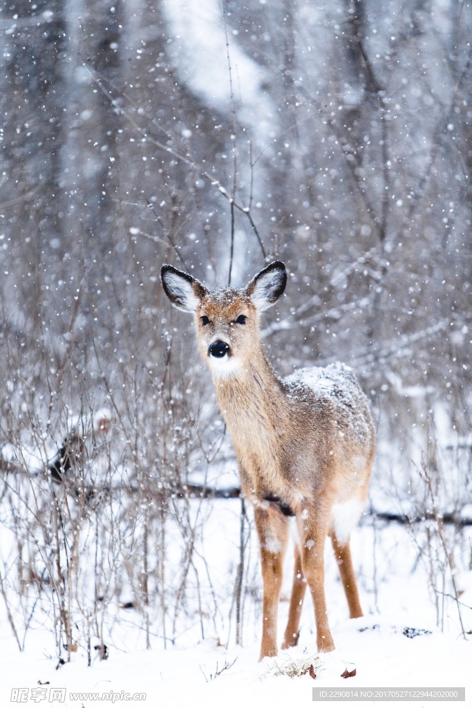 雪原鹿