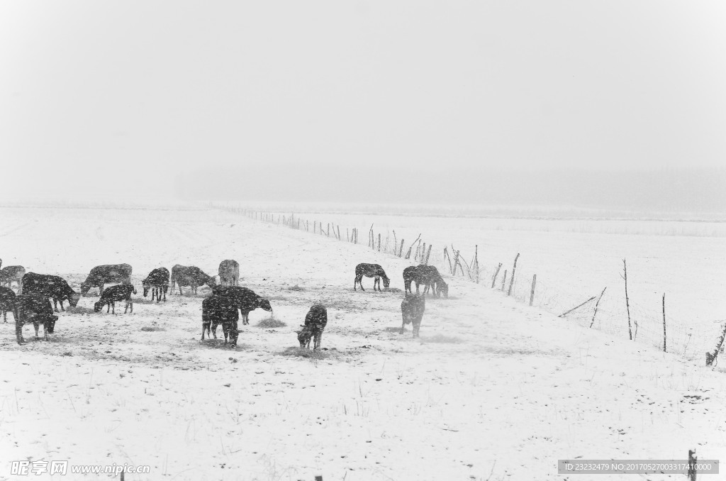 牛羊饮雪