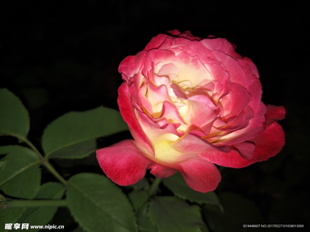 月季花
