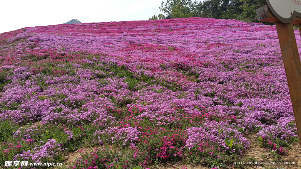 花海