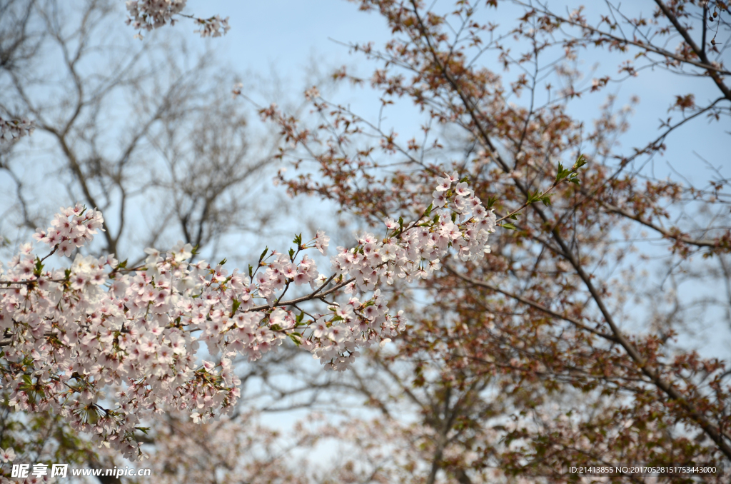 樱花