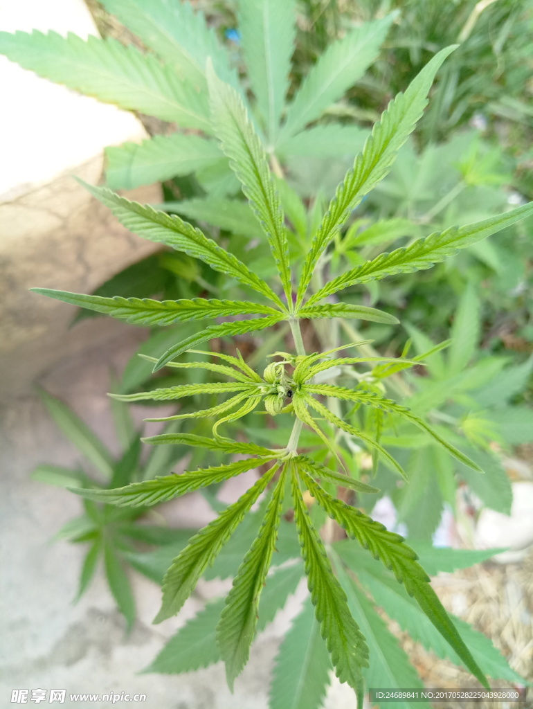 树叶