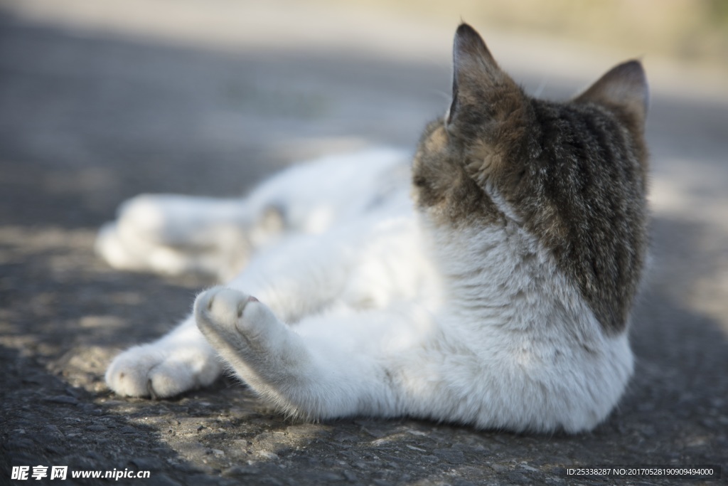 猫咪