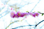 二月梅花