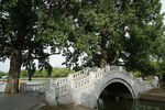 公园 树 石桥