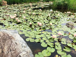 莲花池