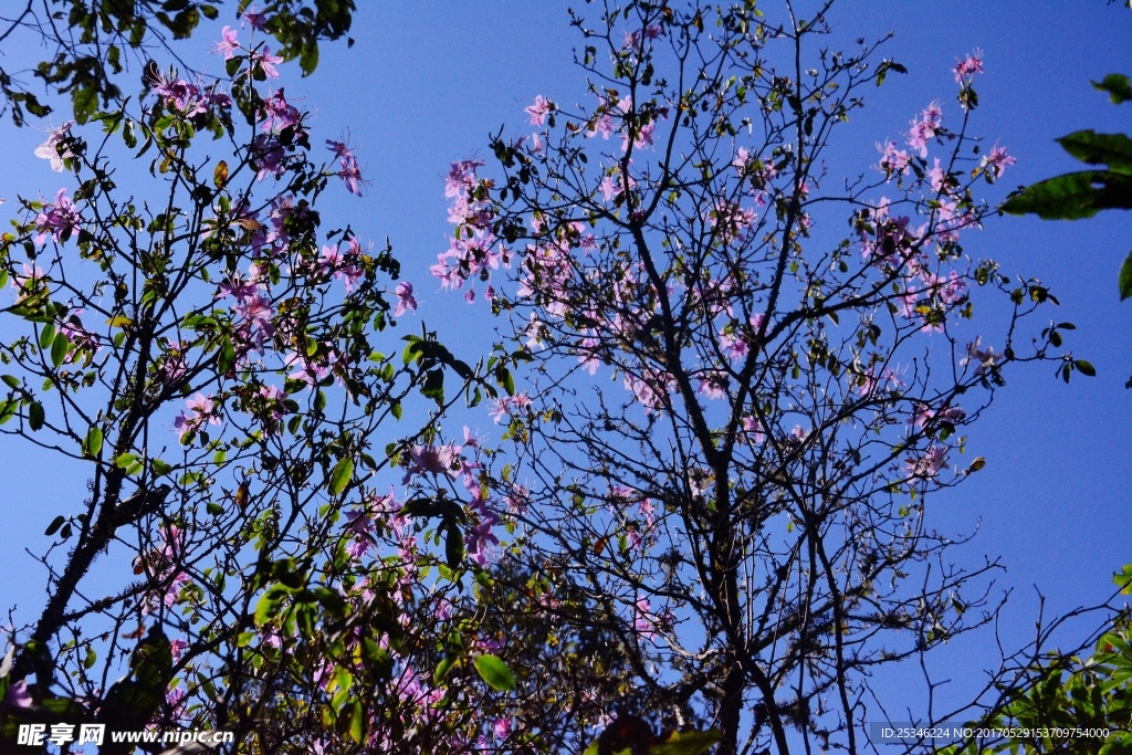 杜鹃花