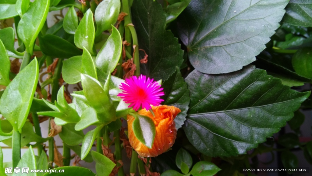 鲜花 花