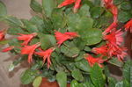 假昙花