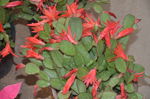 假昙花