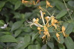 金银花
