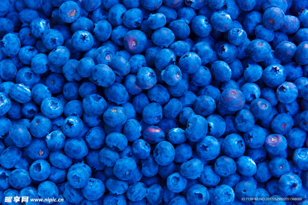 蓝莓 大画幅