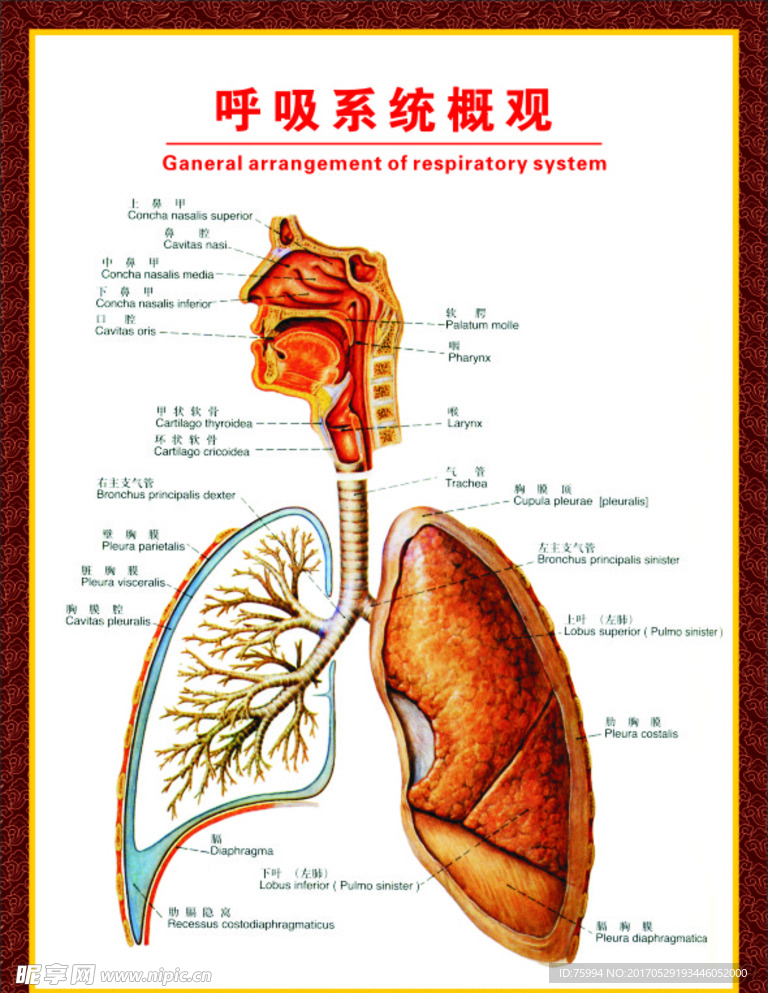 呼吸系统图示