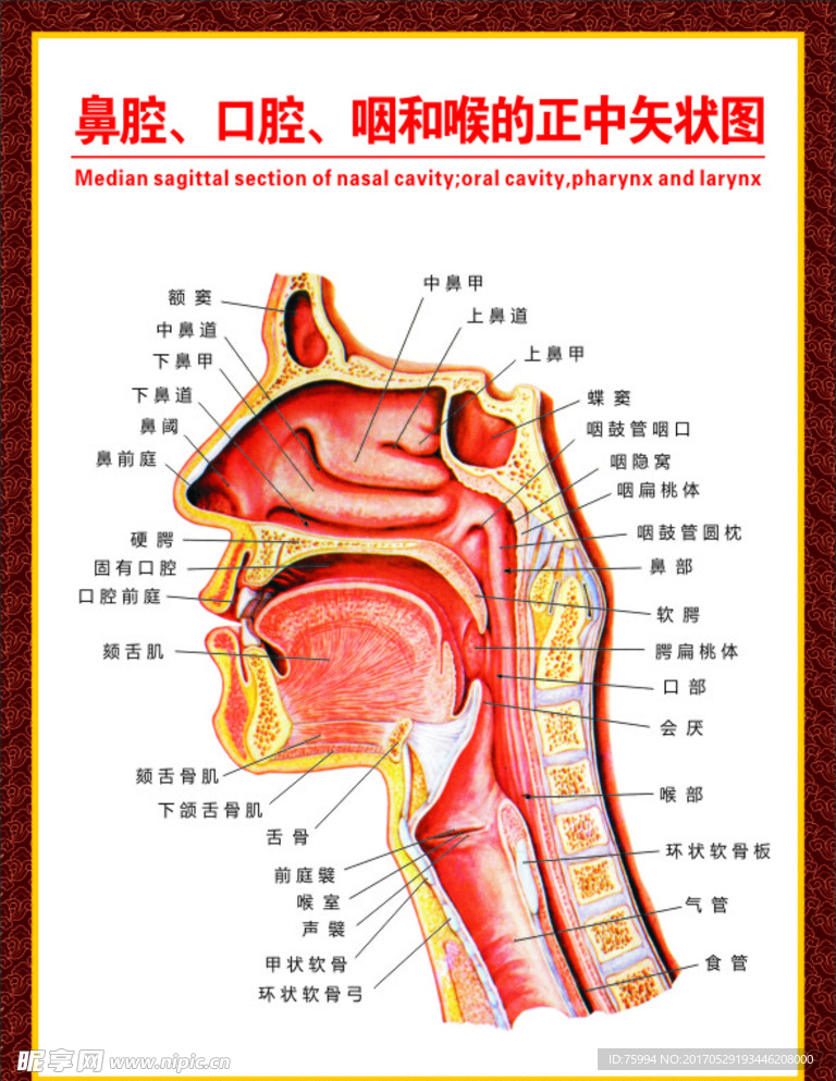 鼻腔口腔咽和喉示意图