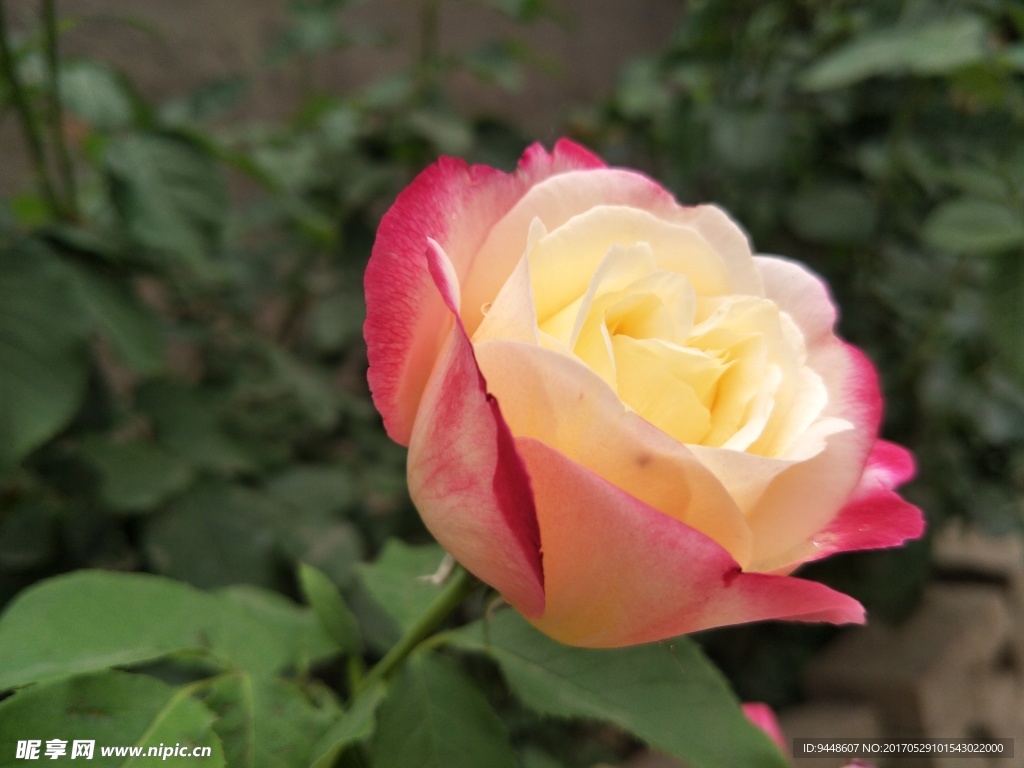 月季花