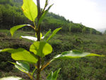 杨树