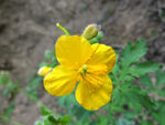 黄花