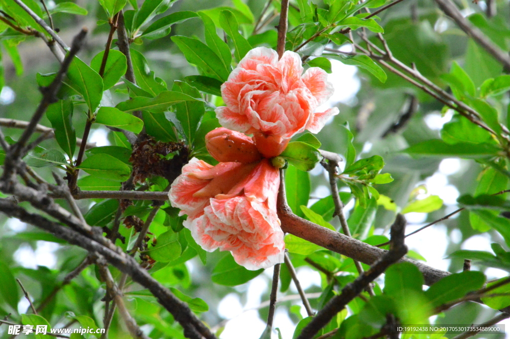 石榴花