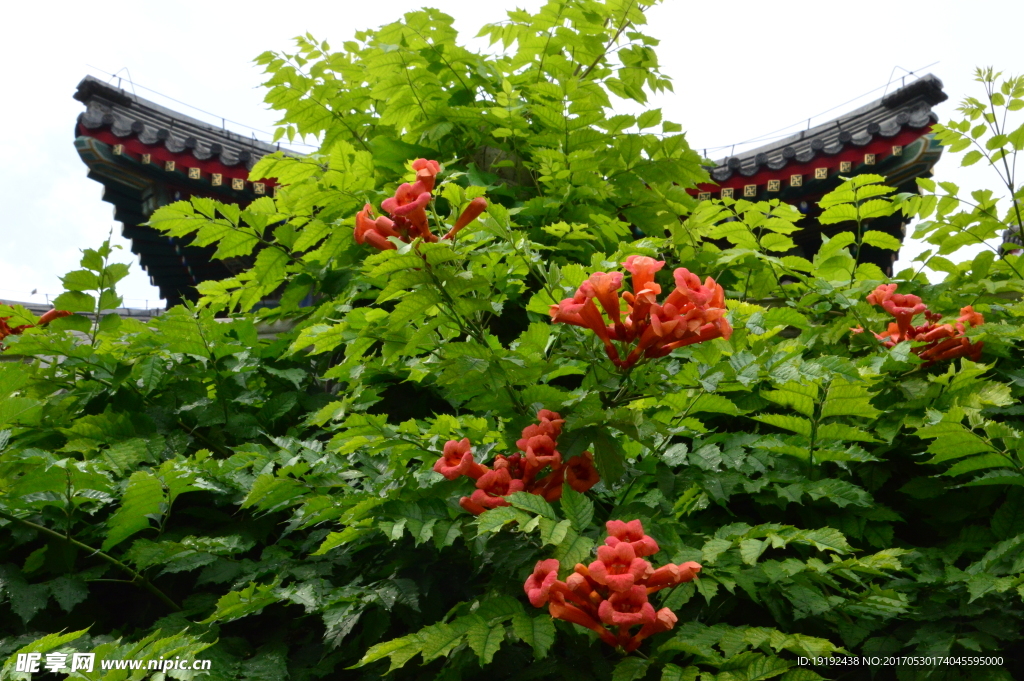 凌霄花