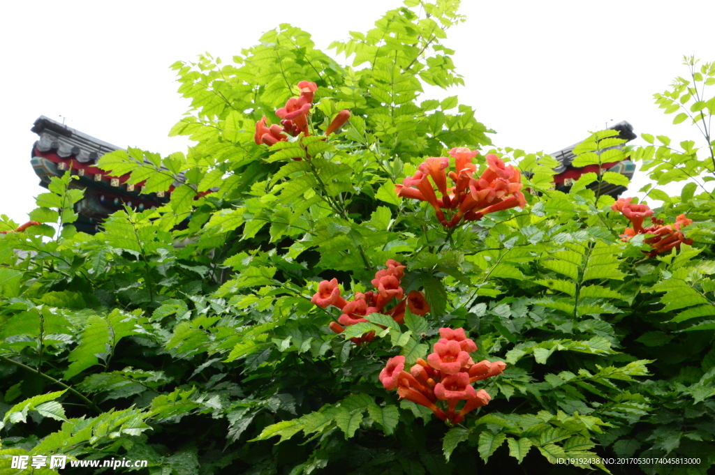 凌霄花