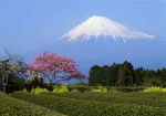 日本富士山