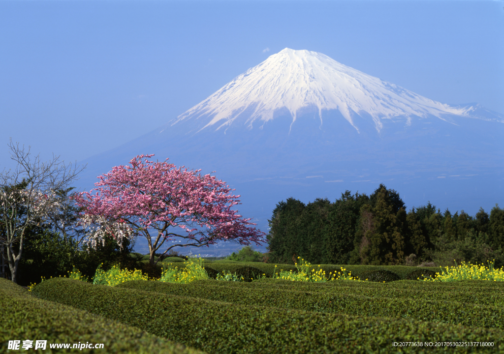 日本富士山