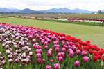 郁金香花海