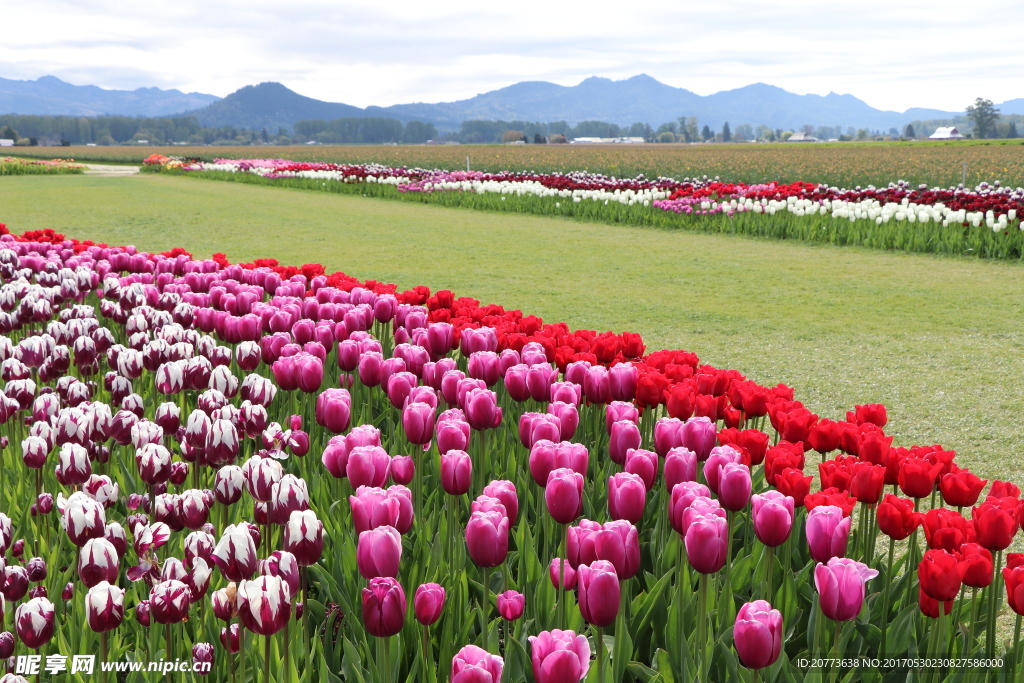 郁金香花海