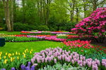 各色郁金香花海