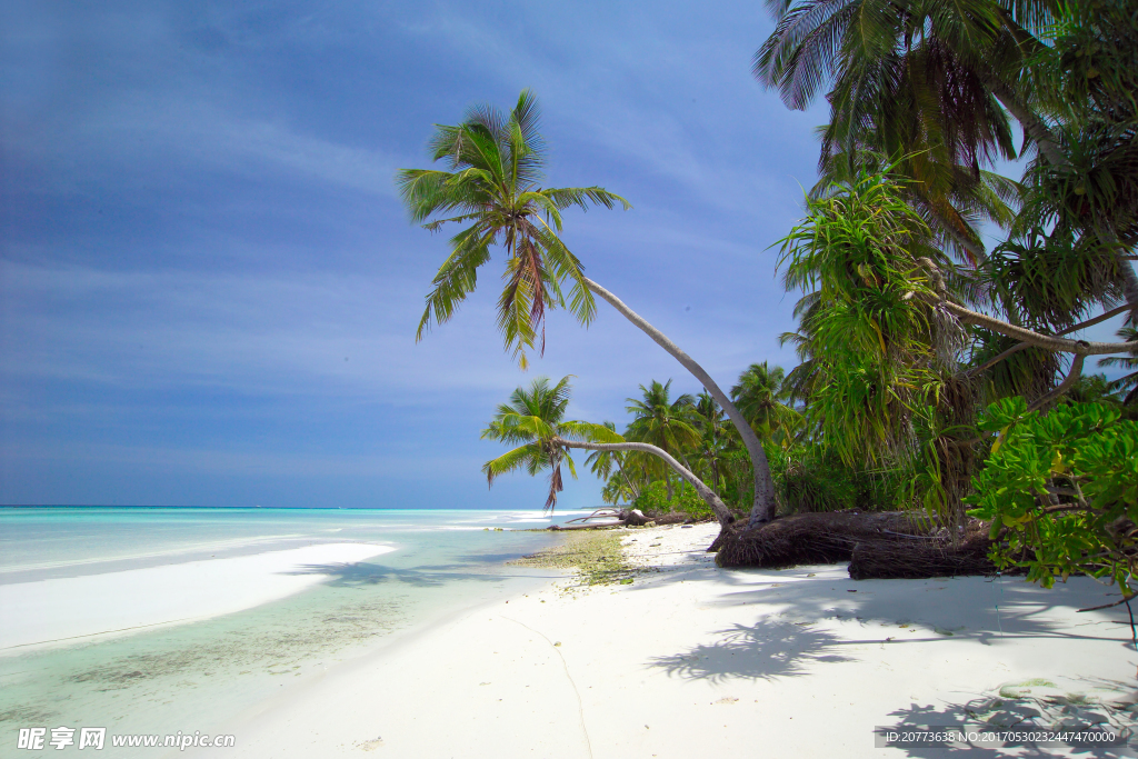 海边椰树风景