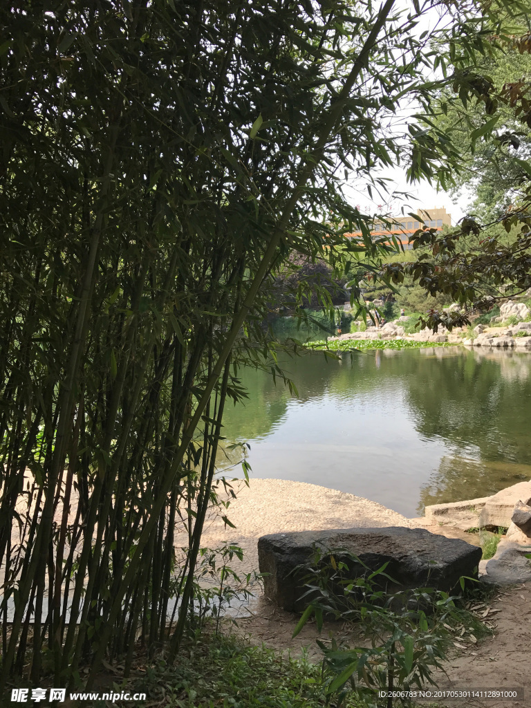 竹林