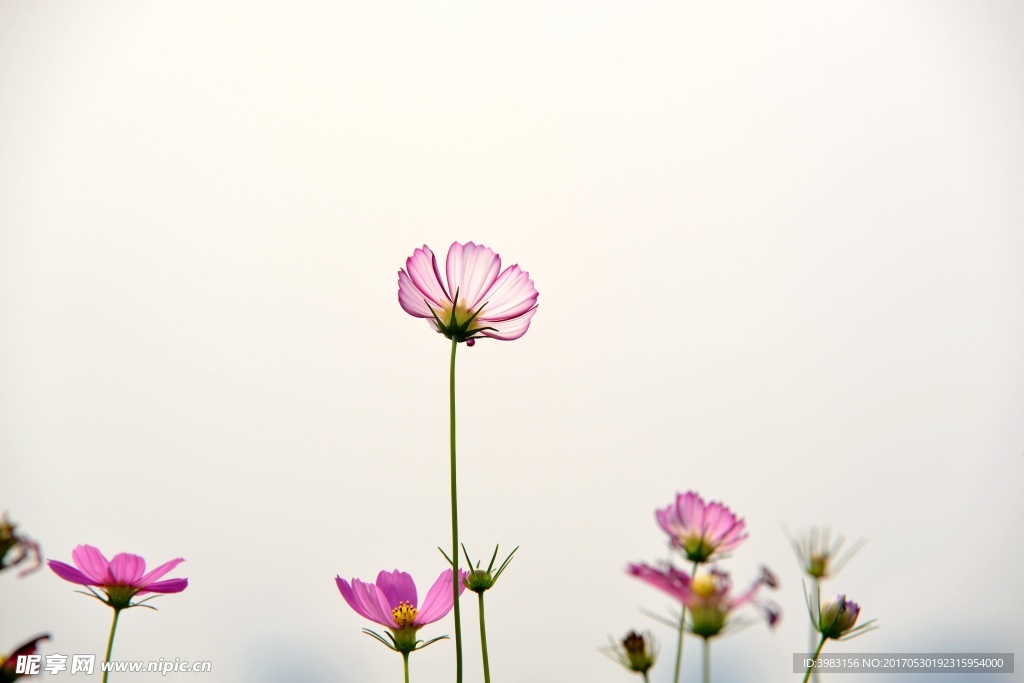 逆光的格桑花