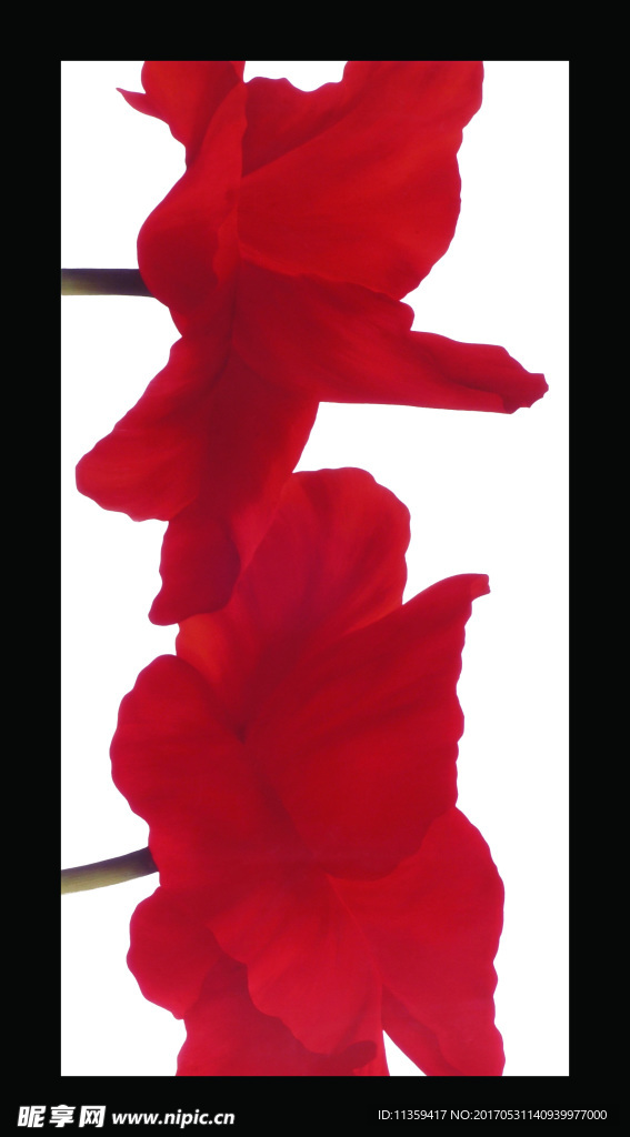 装饰画 花卉 油画 红色花卉