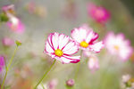 格桑花