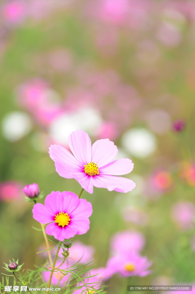 格桑花