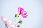 格桑花