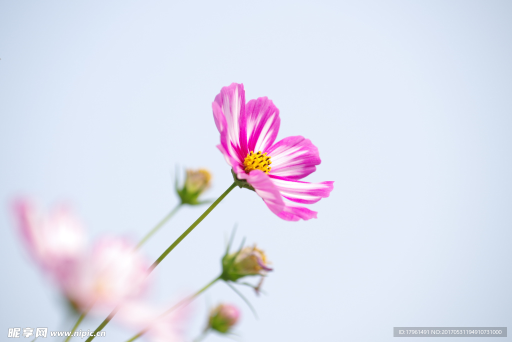 格桑花