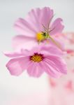 格桑花